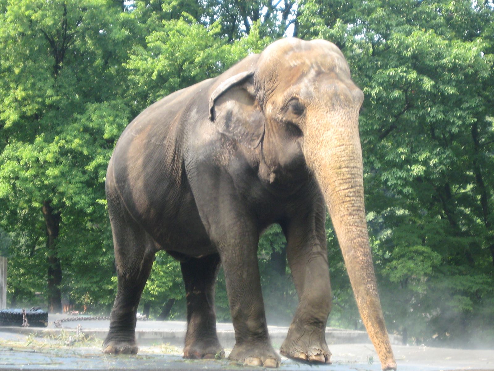 Wallpaper Free Download, Elephant, Indian, Qv/79 - National Heritage Animal Of India - 1600x1200 Wallpaper Wallpaper Free Download, Elephant, Indian, Qv/79 - National Heritage Animal Of India - 1600x1200 Wallpaper