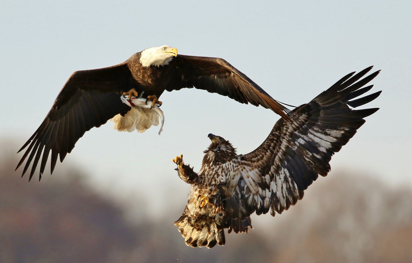 Photo Wallpaper The Sky, Flight, Birds, Eagle, Wings, - Bald Eagle - HD Wallpaper 