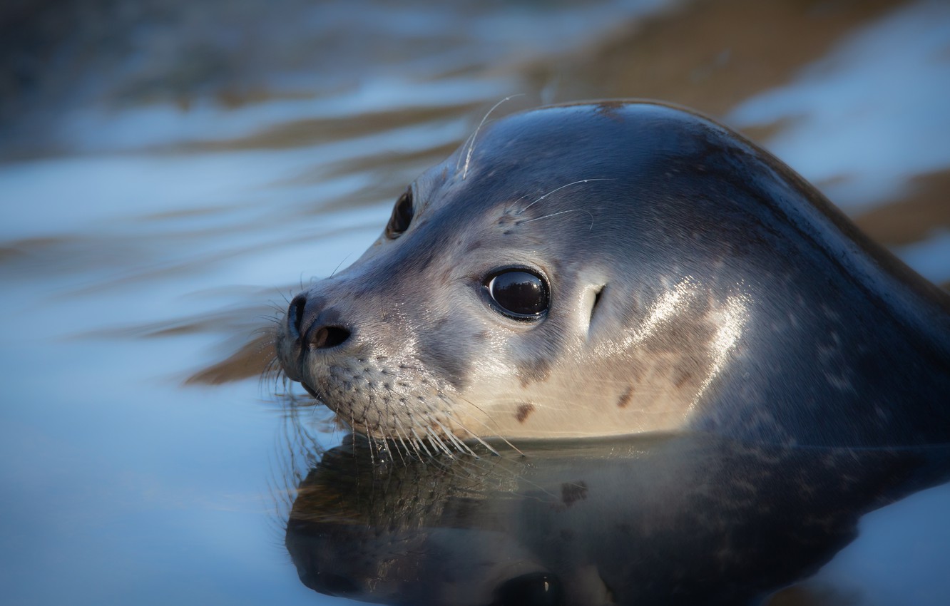 Photo Wallpaper Look, Face, Water, Seal, Portrait, - Seal Cub - HD Wallpaper 