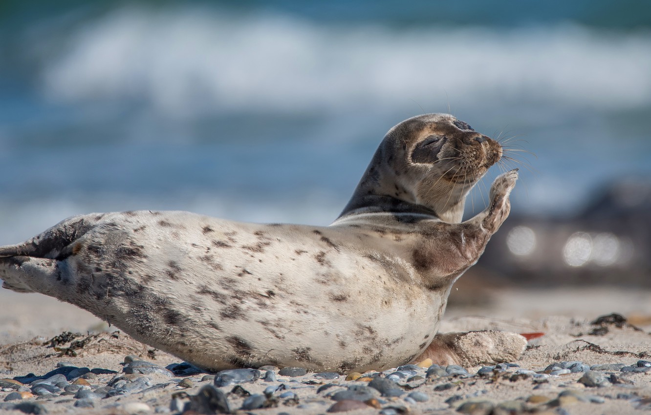 Photo Wallpaper Sea, Pose, Pebbles, Stones, Background, - Harbor Seal - HD Wallpaper 
