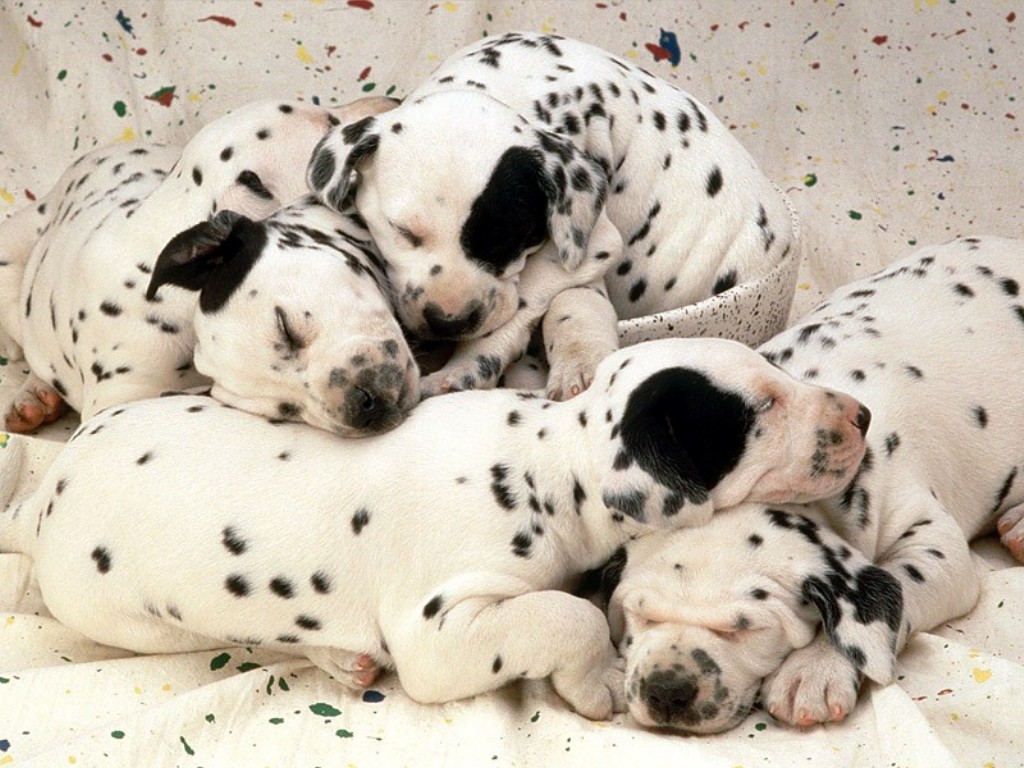 Dog, Puppy, And Dalmatian Image - Dalmatian Cute Puppy - HD Wallpaper 