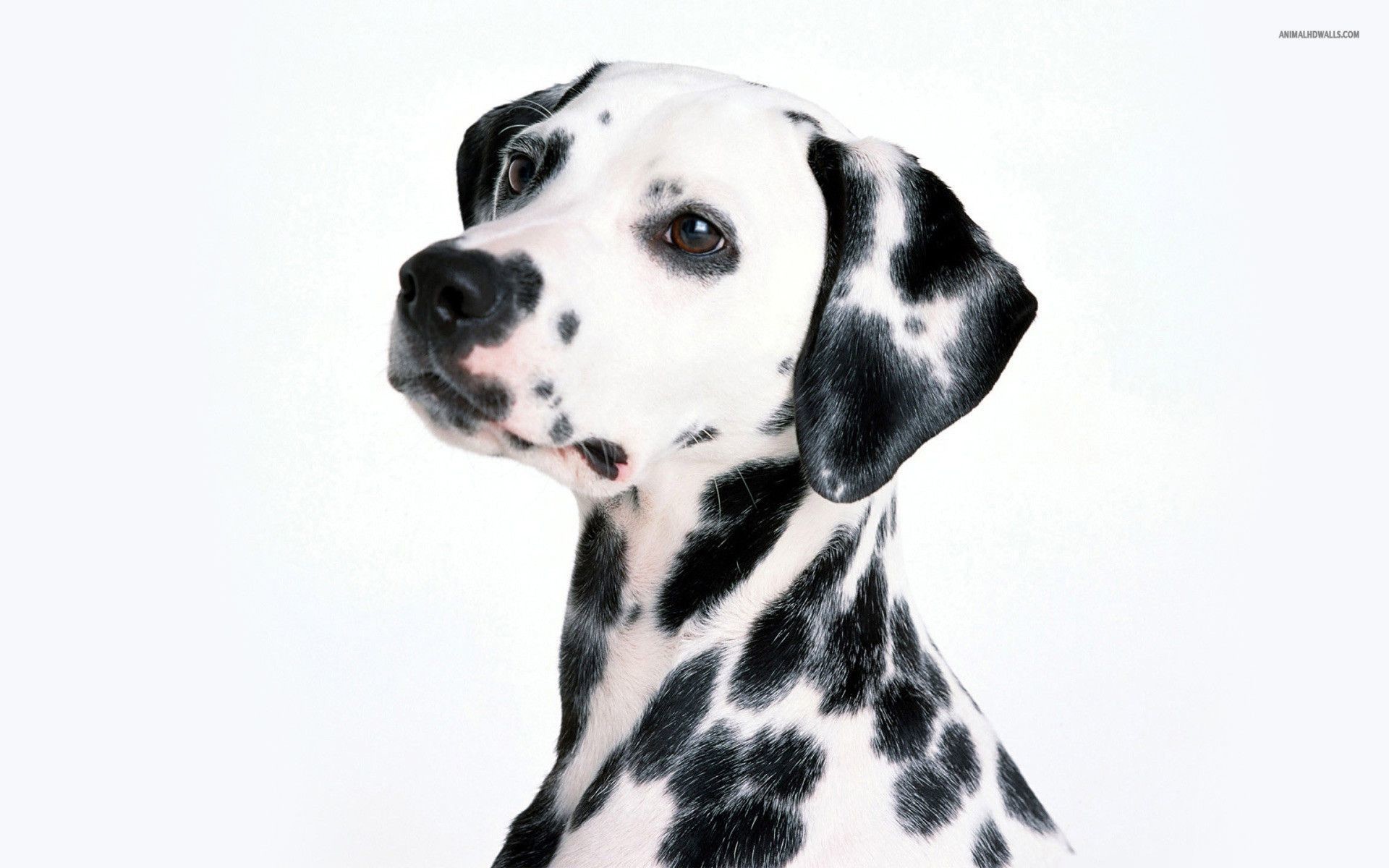 Dalmatian Wallpapers Top Dalmatian Hd Wallpapers Awesome - Dalmatian Wallpaper Hd - HD Wallpaper 