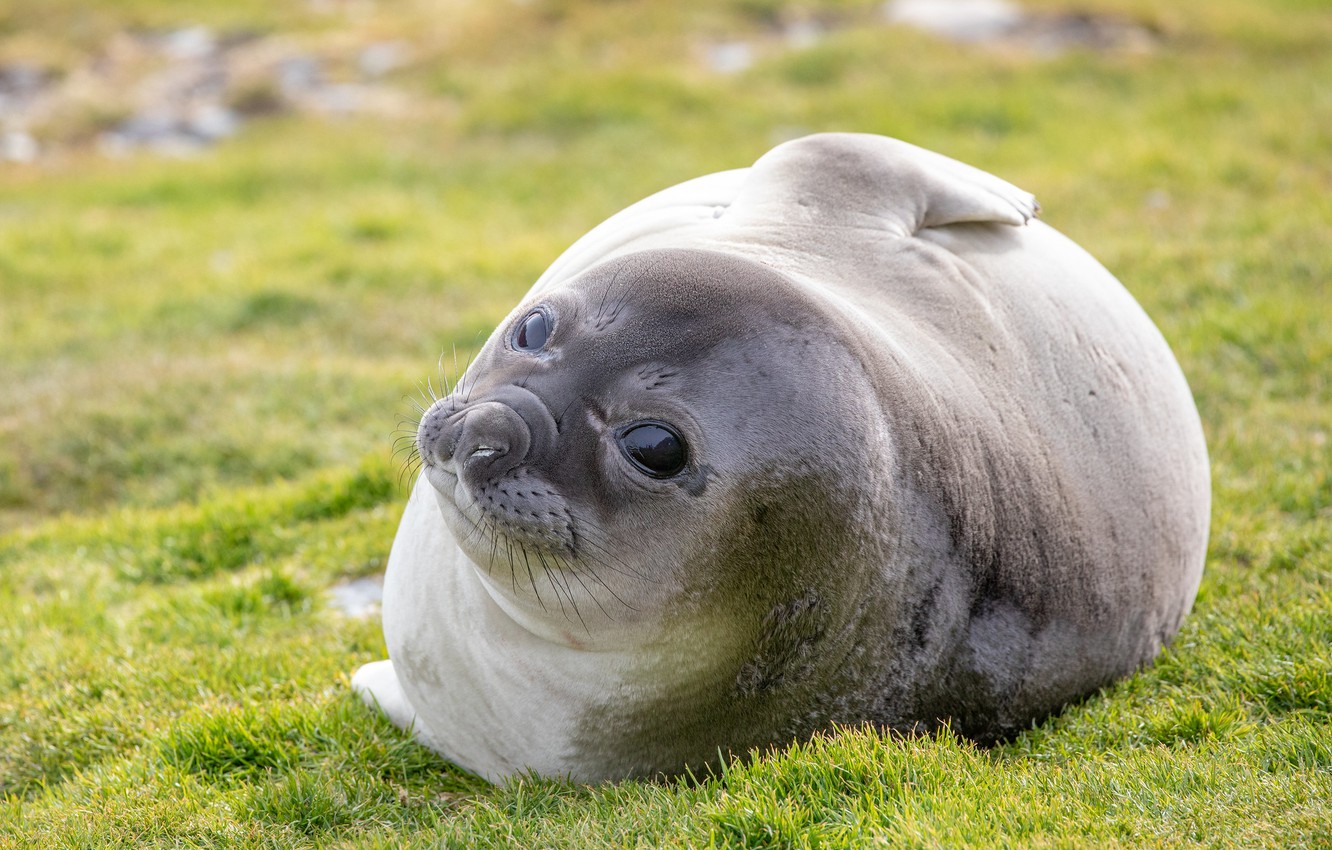 Photo Wallpaper Grass, Look, Face, Round, Glade, Seal, - Harbor Seal - HD Wallpaper 