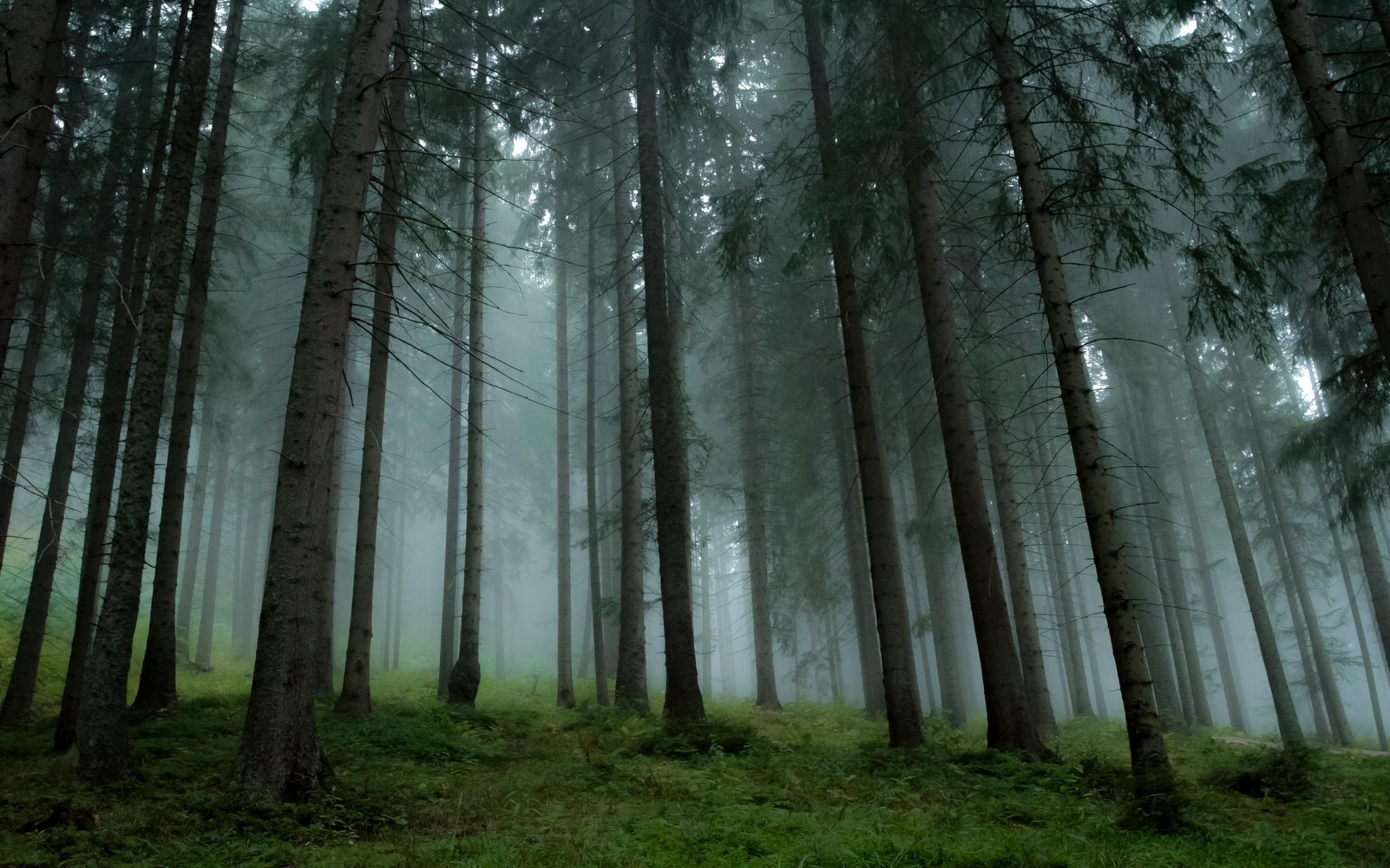 20x1375 Pine Tree Wallpapers Pine Trees Hd 20x1375 Wallpaper Teahub Io