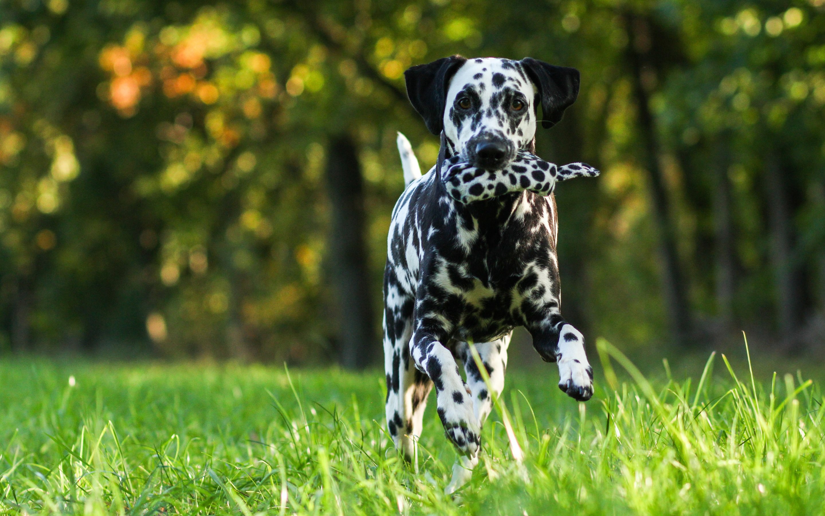 2880x1800, Dalmatian Dog Wide Wallpaper 50350 
 Data - Dalmatians Wallpaper Hd - HD Wallpaper 