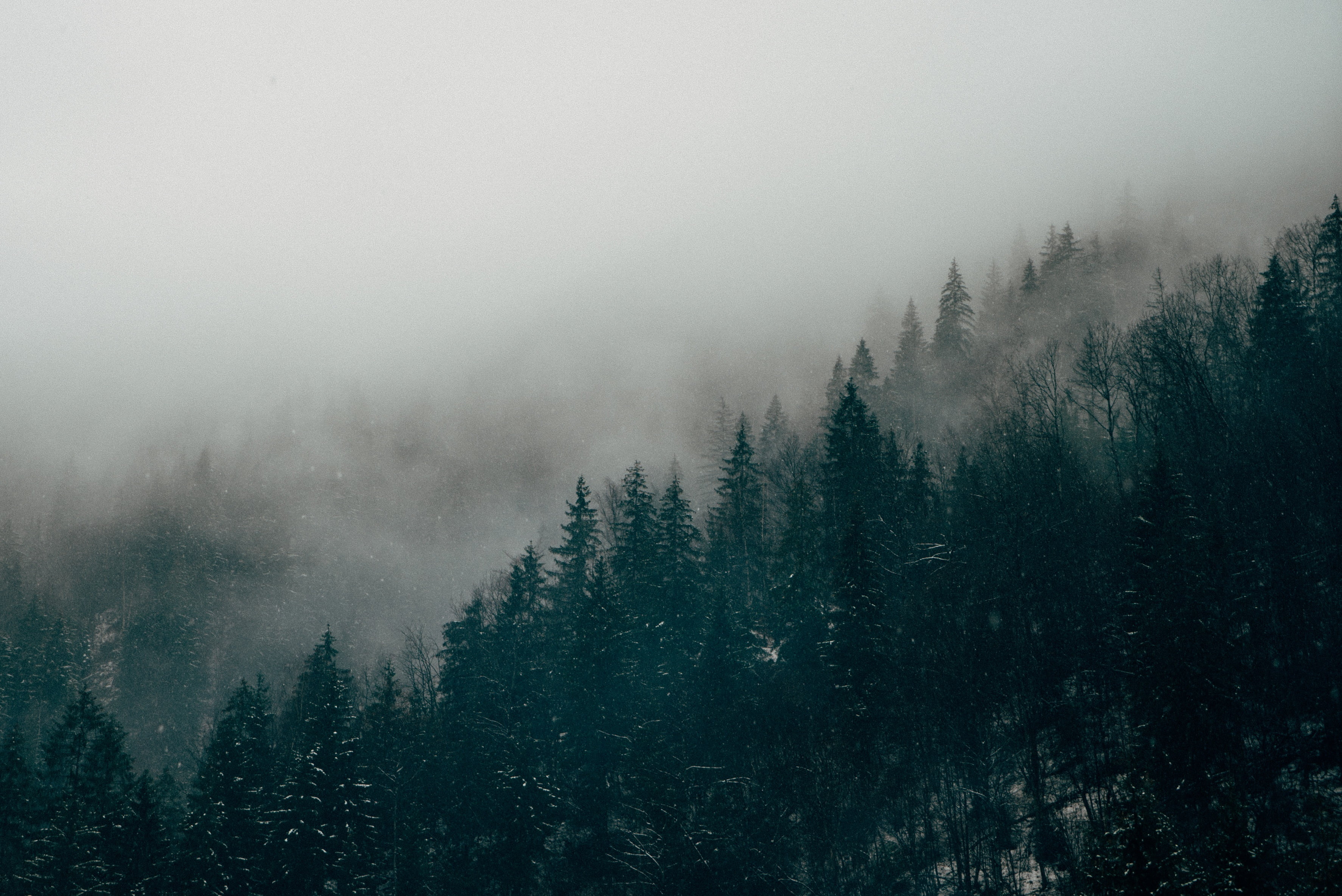 Landscape Forest Fog - HD Wallpaper 