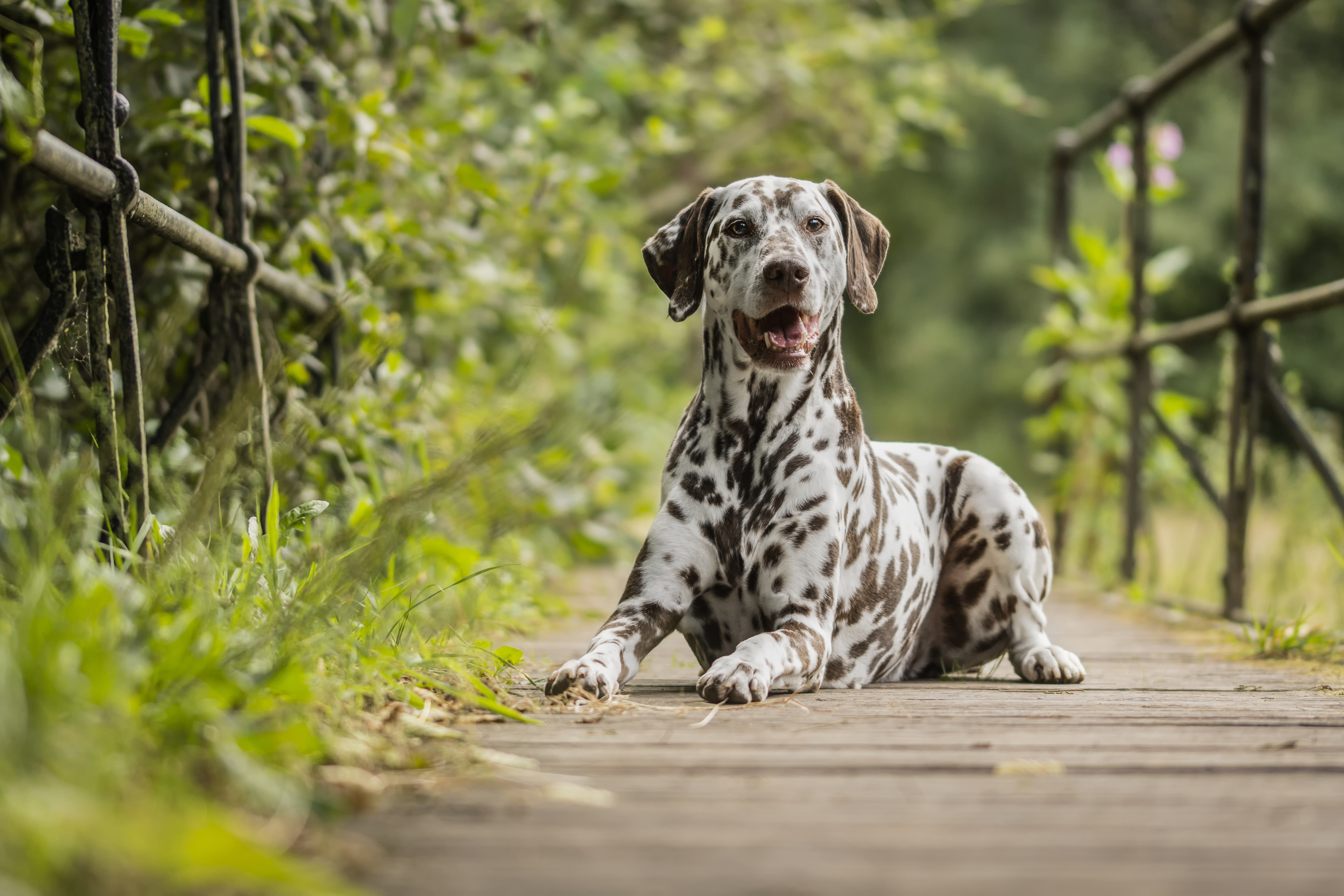 Dalmatian 4k Hd - HD Wallpaper 