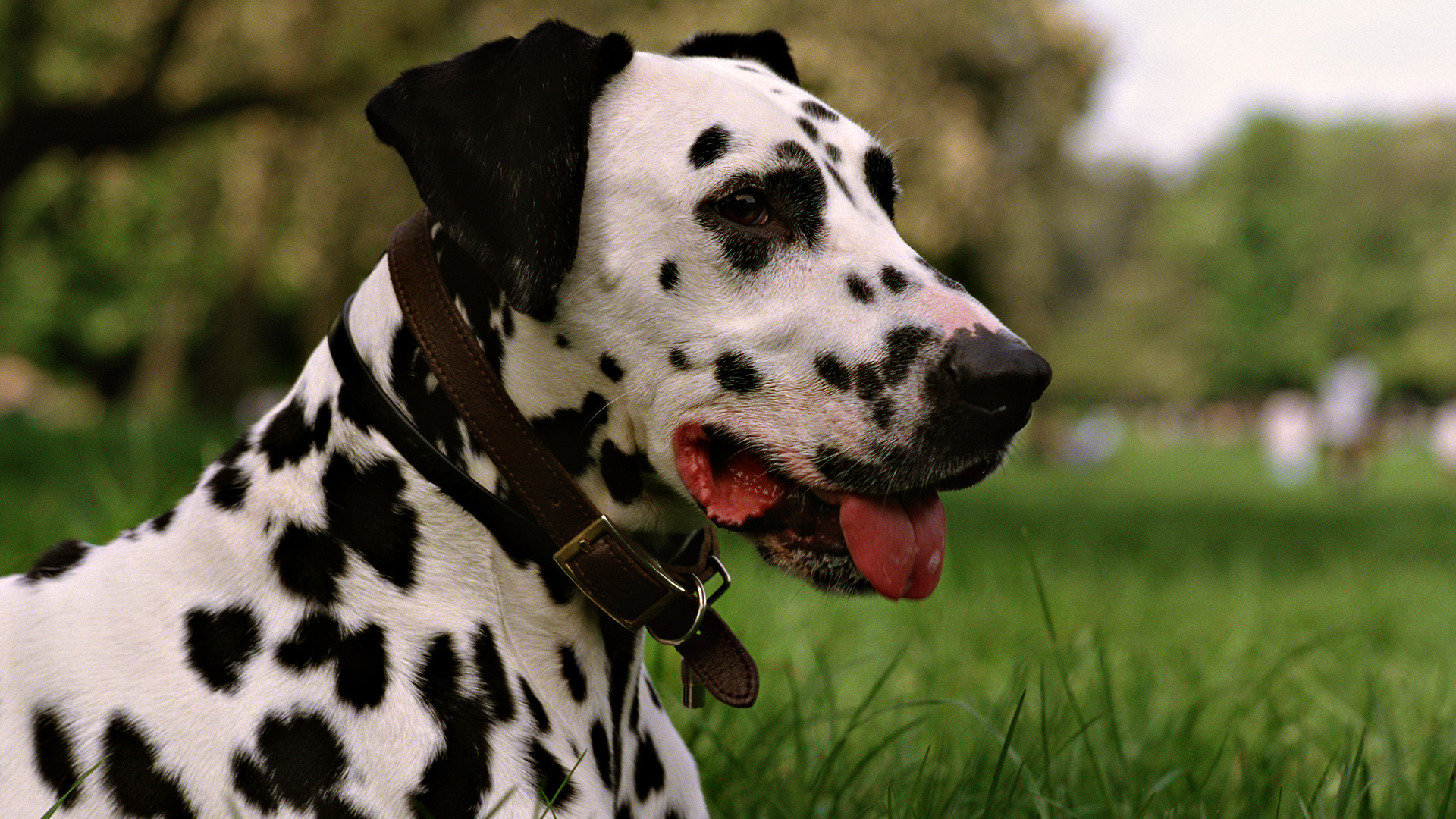 Free Dalmatian Wallpaper - HD Wallpaper 