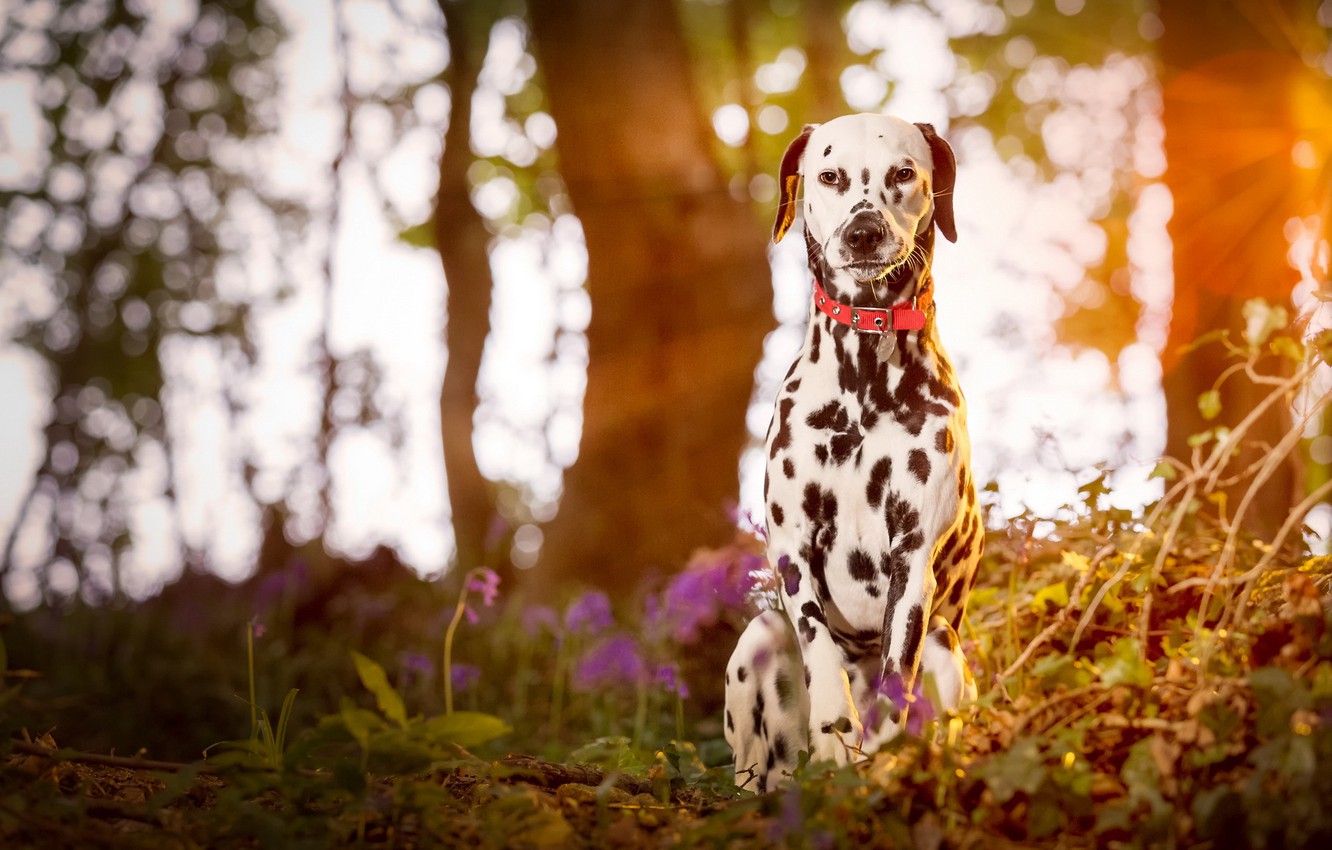 Photo Wallpaper Puppy, Wood, Dog, Dalmatian - Dalmatian Dog Wallpaper Hd - HD Wallpaper 