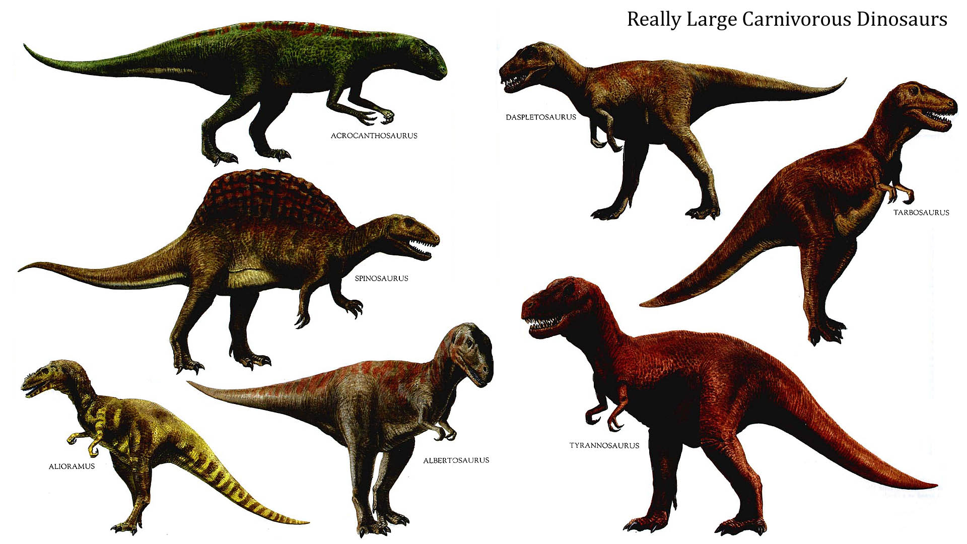 Really Large Carnivorous Dinosaurs - Large Carnivorous Dinosaurs - HD Wallpaper 