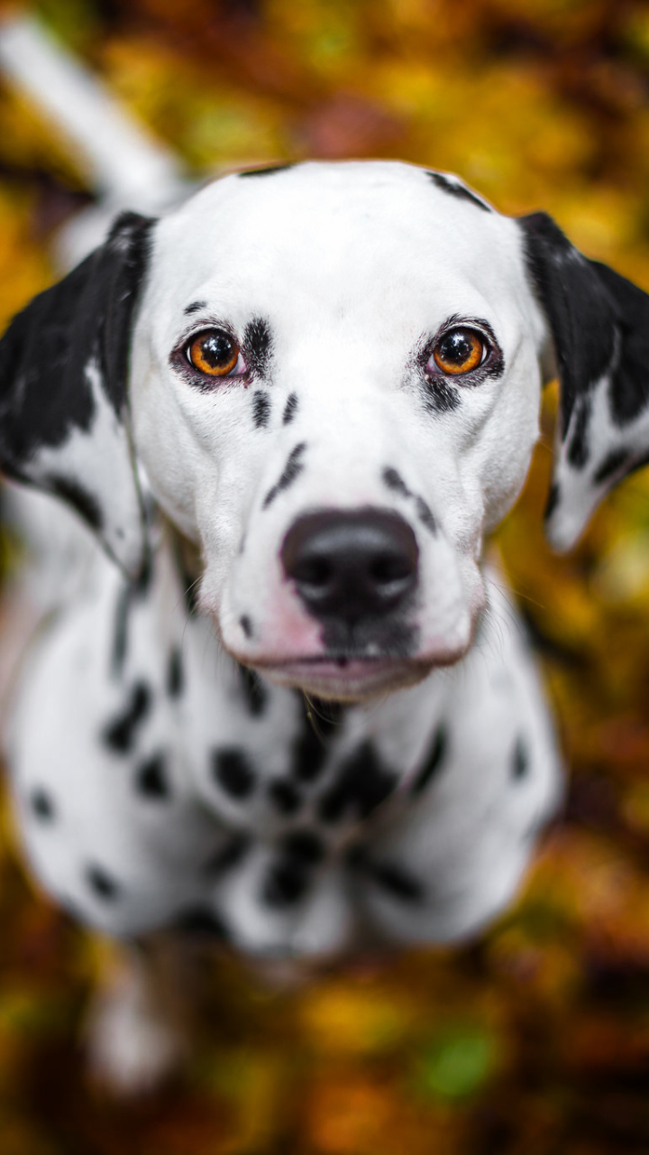 Dalmatian Wallpaper Phone - HD Wallpaper 