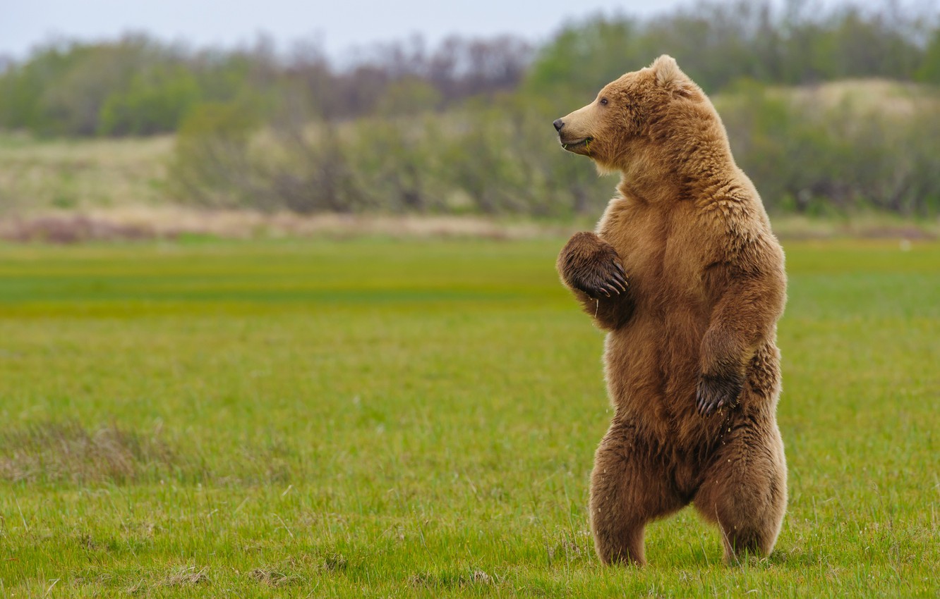 Photo Wallpaper Bear, Beast, Stand, Grizzly - Grizzly Bear - HD Wallpaper 