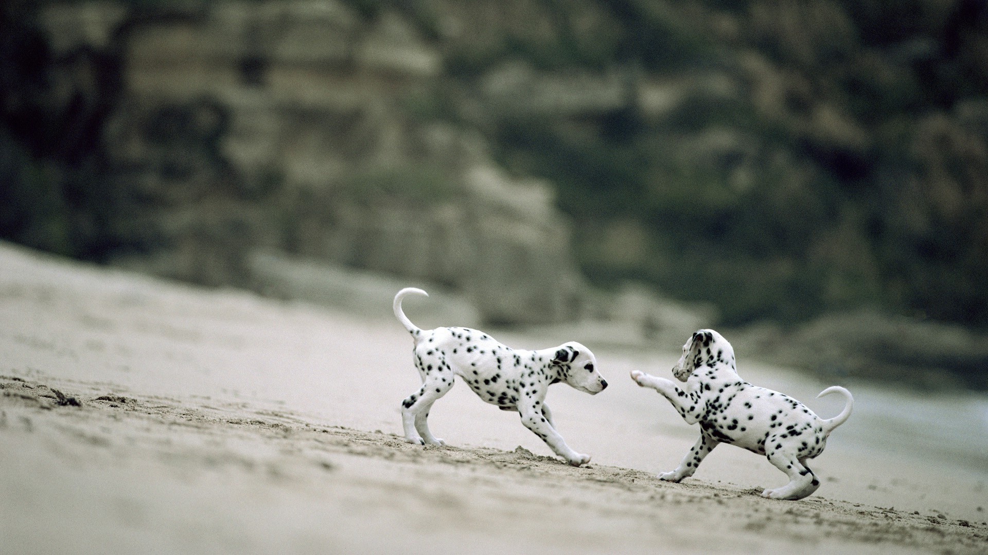 1920x1080, Dalmatian Puppies Depth Of Field Sand Dog - Dalmatian Puppy Wallpaper Hd - HD Wallpaper 