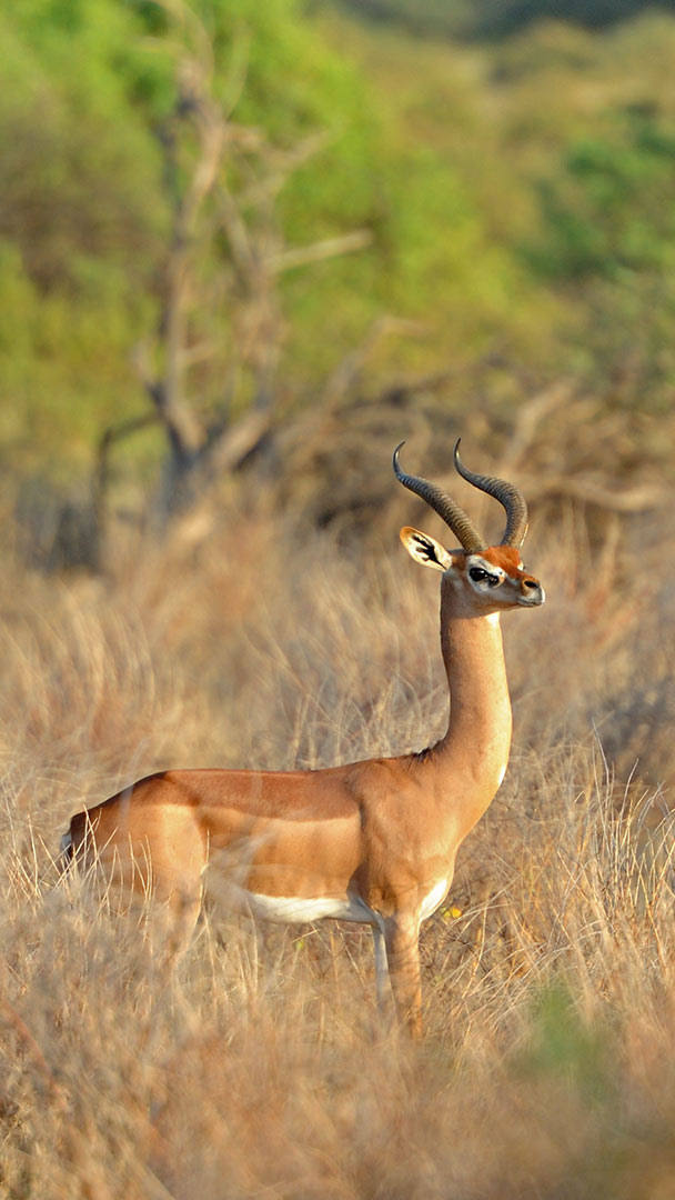 Gerenuk In Tsavo National Park - HD Wallpaper 