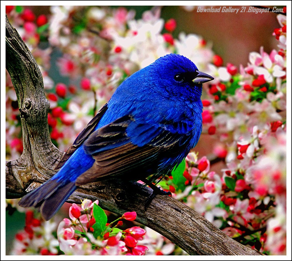 Natural Flower With Animals Photography, Natural Wallpaper - Top Hd Wallpaper Download - HD Wallpaper 