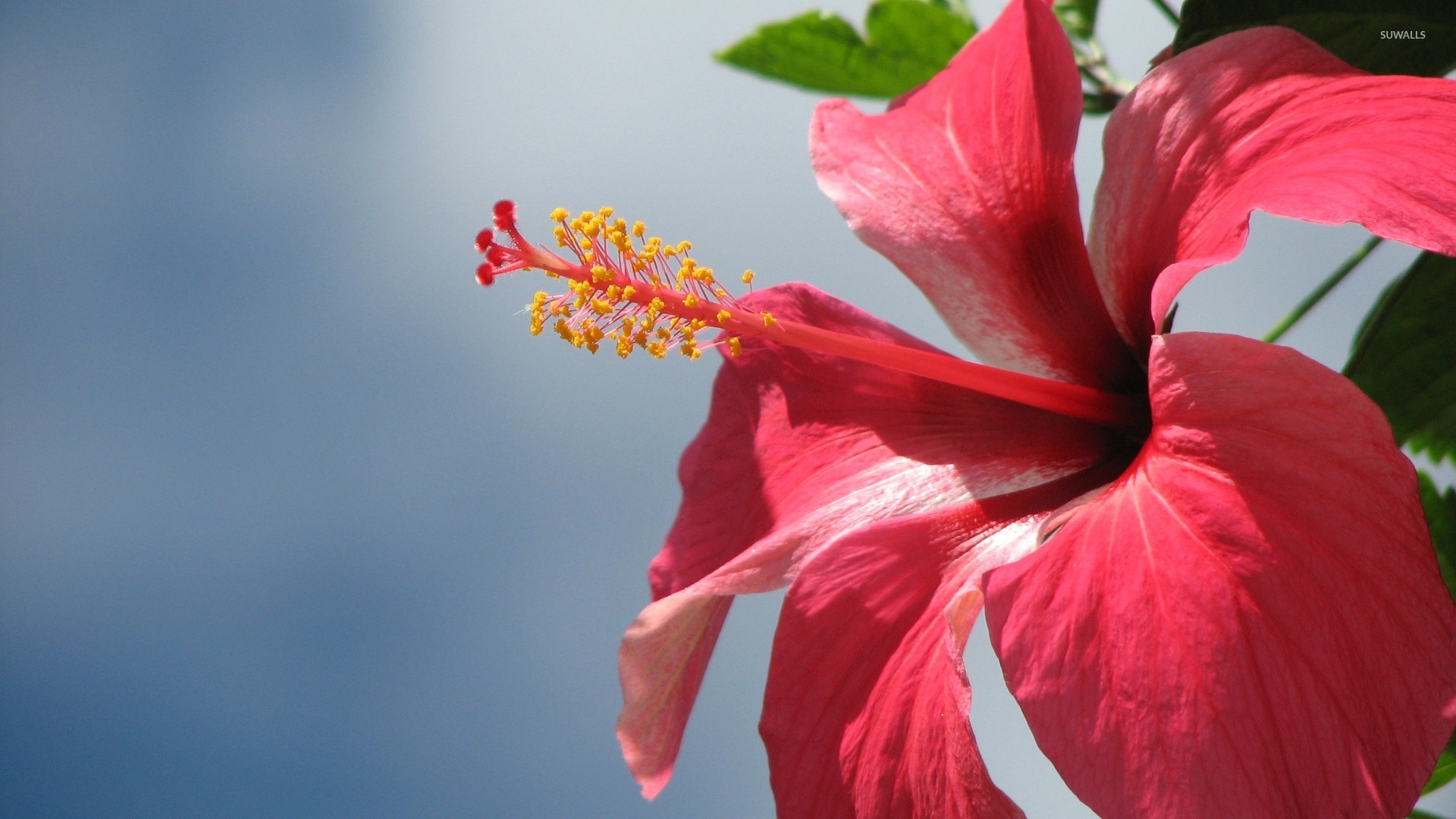 Hibiscus Backgrounds - HD Wallpaper 