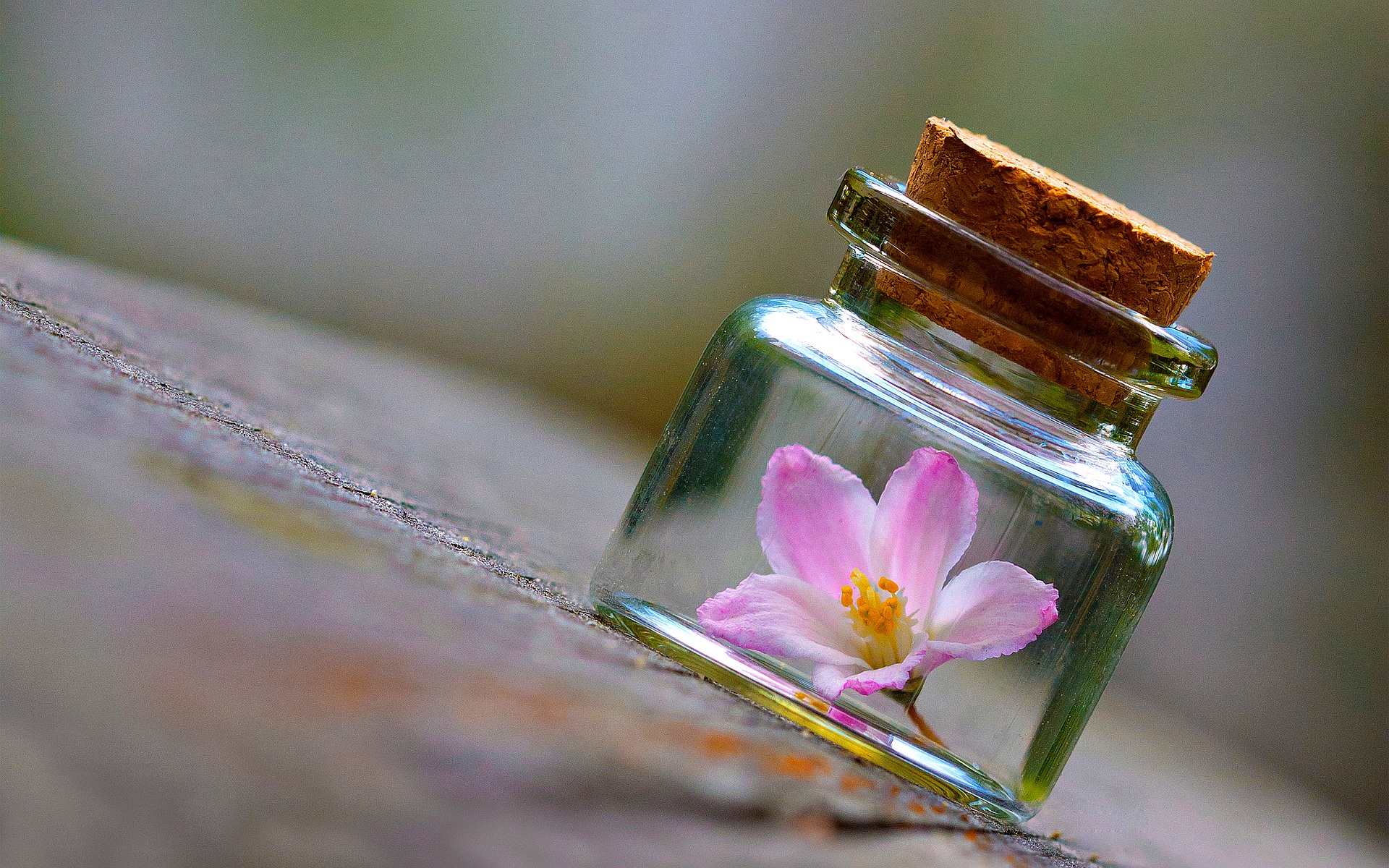 Flower In The Bottle - HD Wallpaper 