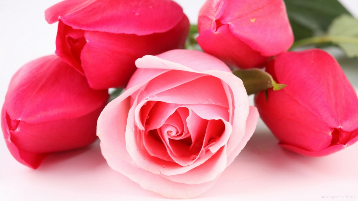 Computer Wallpapers Free Download Group Wallpaper Pinterest - Beautiful Rose Image Hd - HD Wallpaper 