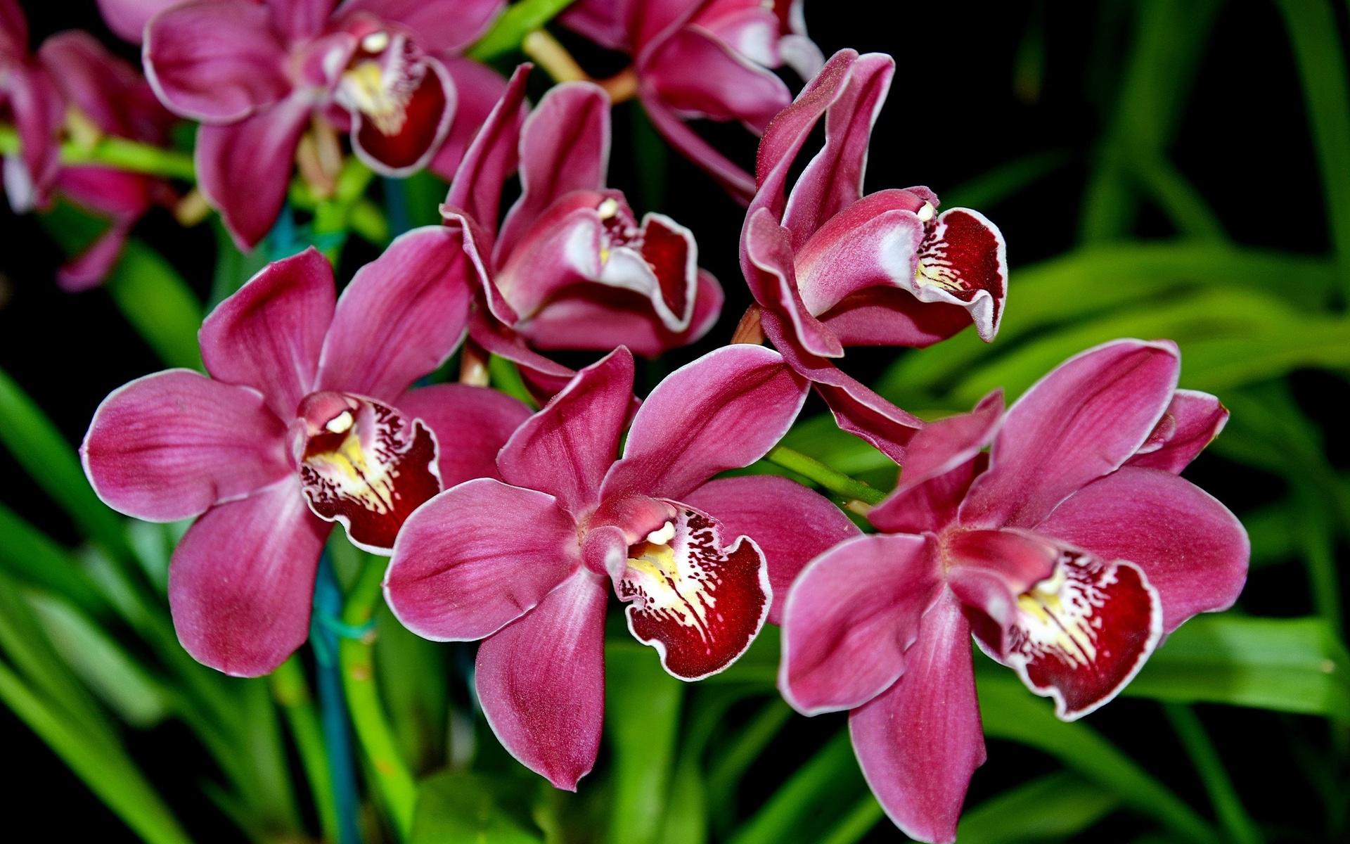 Hd Nature Flowers Pink Petals Plants Close Photo Gallery - Orchids 1920 X 1080 - HD Wallpaper 