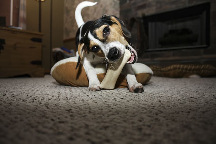 Jack Russell Biting Bone On Floor, Dog, Pet, Puppy, - Dog - HD Wallpaper 