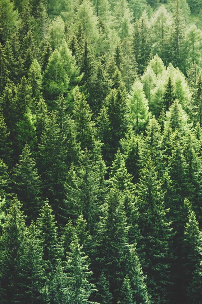 Pine Trees, Forest, Top View - Pine Trees - HD Wallpaper 