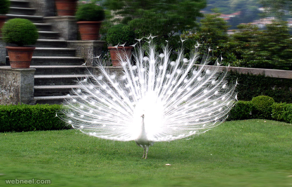 White Peacock Picture Albino - White Peacock In Rain - HD Wallpaper 