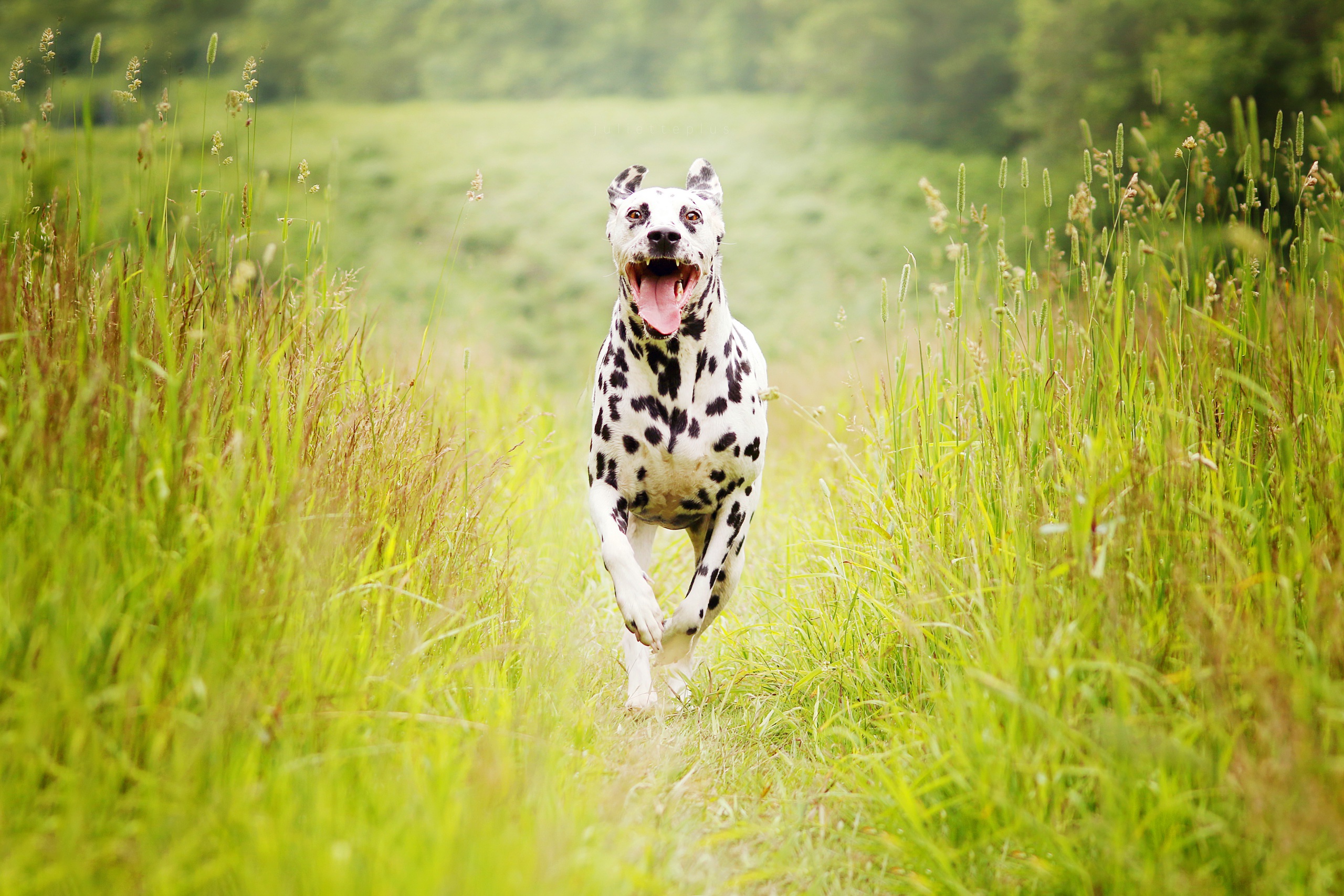 Dog Running In The Grass - HD Wallpaper 