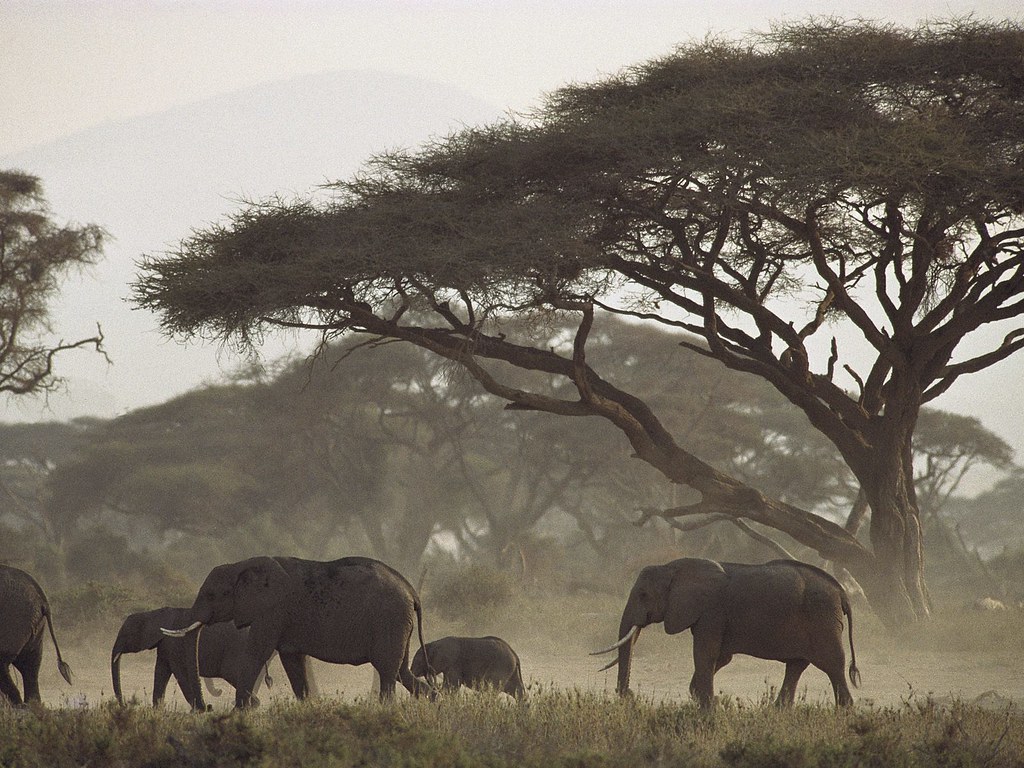 Elephants In Kenya - HD Wallpaper 