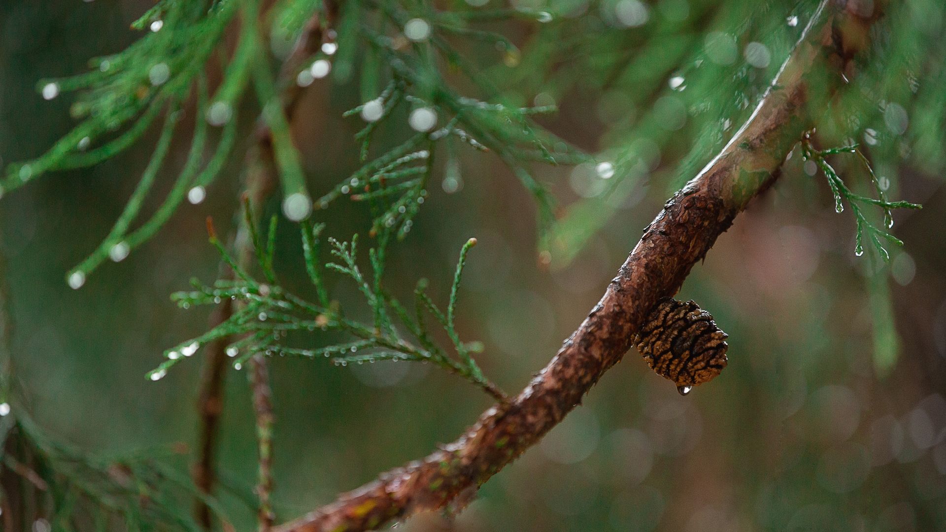 Green Pine Tree Branch In Rain Wallpaper - Rainy On The Tree - HD Wallpaper 