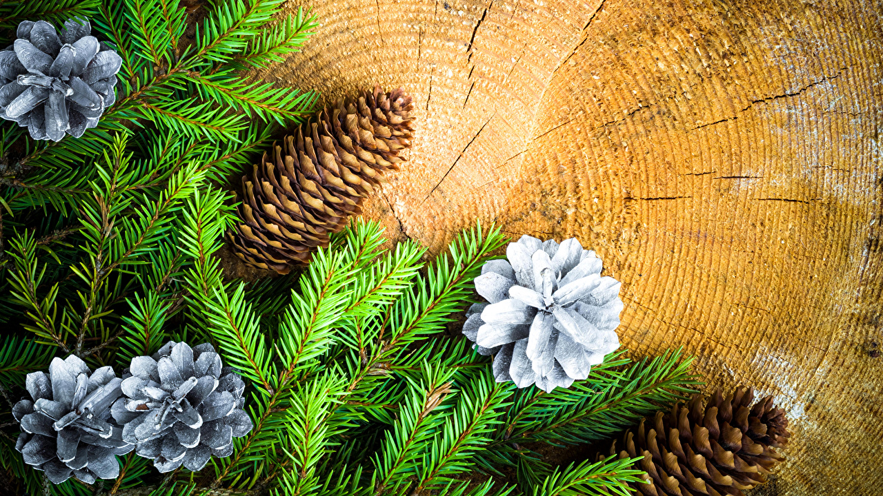 Pine Cones - HD Wallpaper 