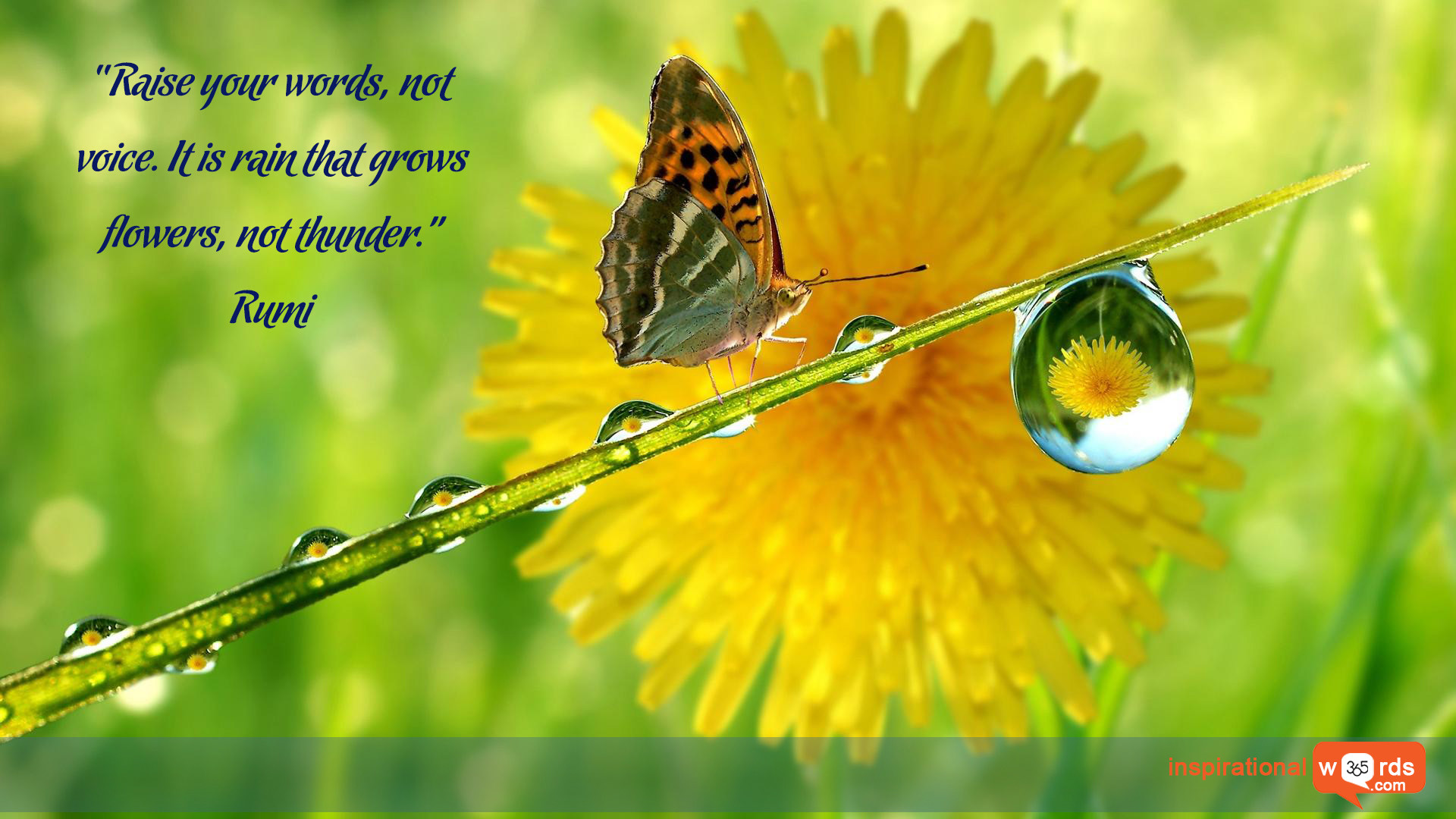 Inspirational Wallpaper Quote By Rumi “raise Your Words, - Quotes On Water Drops On Flowers - HD Wallpaper 