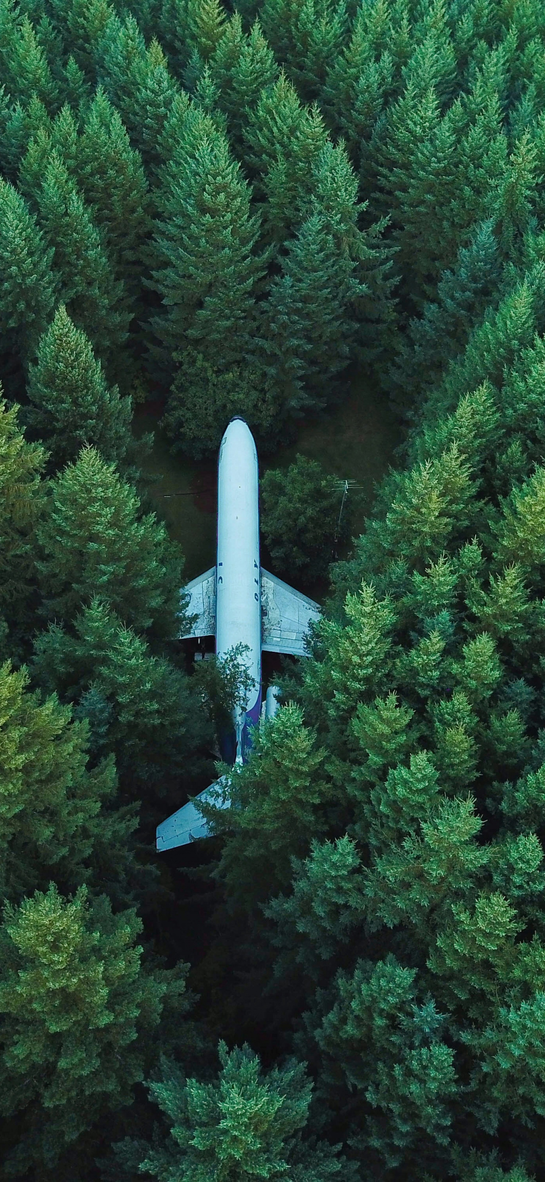 Airplane, Aircraft, Trees, Aerial View, Wallpaper - Iphone Xs Max Forest - HD Wallpaper 