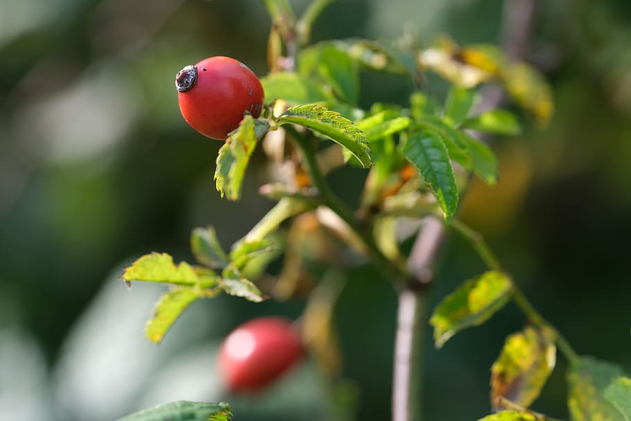 Darts, Nature, Vitamins, Autumn, Red, Health, Organic, - Berry - HD Wallpaper 