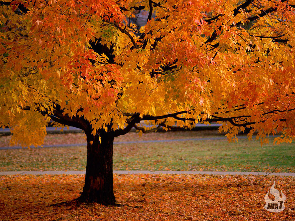 Fall Gif - HD Wallpaper 