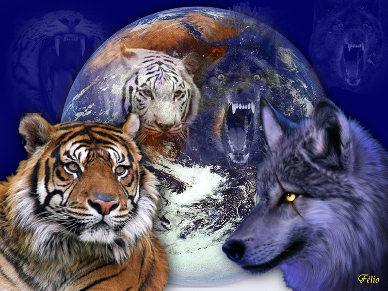 Tiger Pictures To Print - Cool Wolf And Tiger - HD Wallpaper 