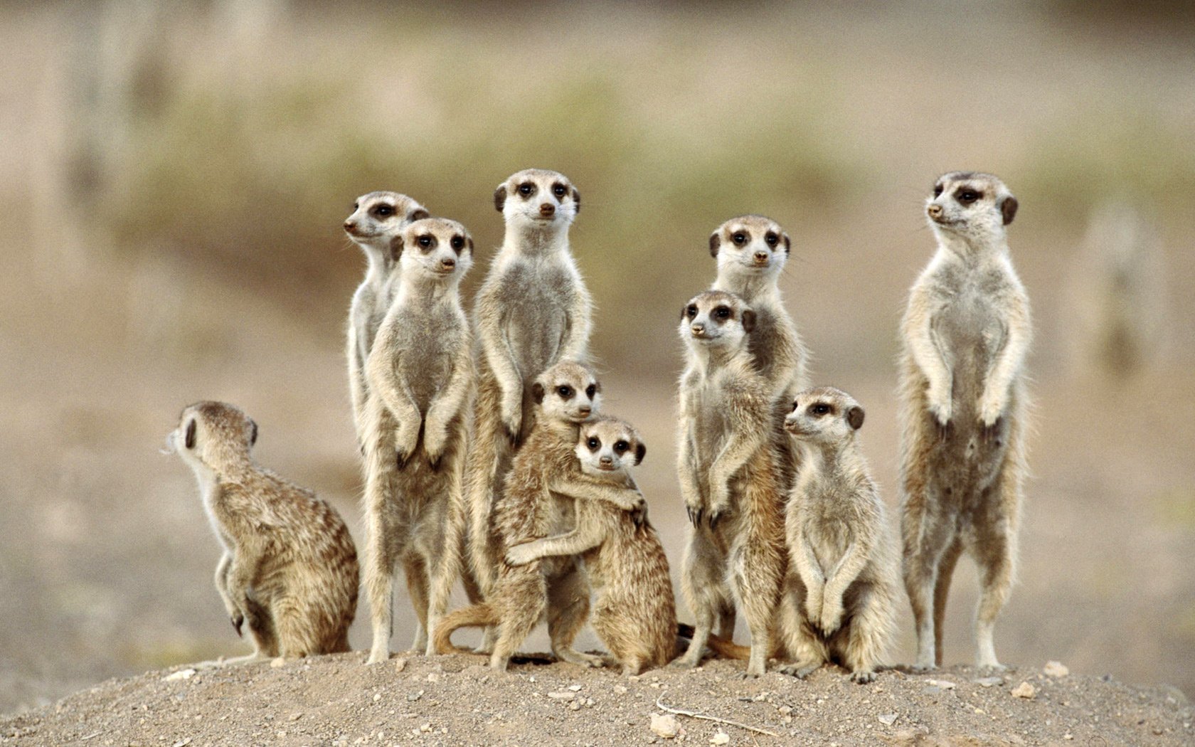 Meerkats Hd - HD Wallpaper 