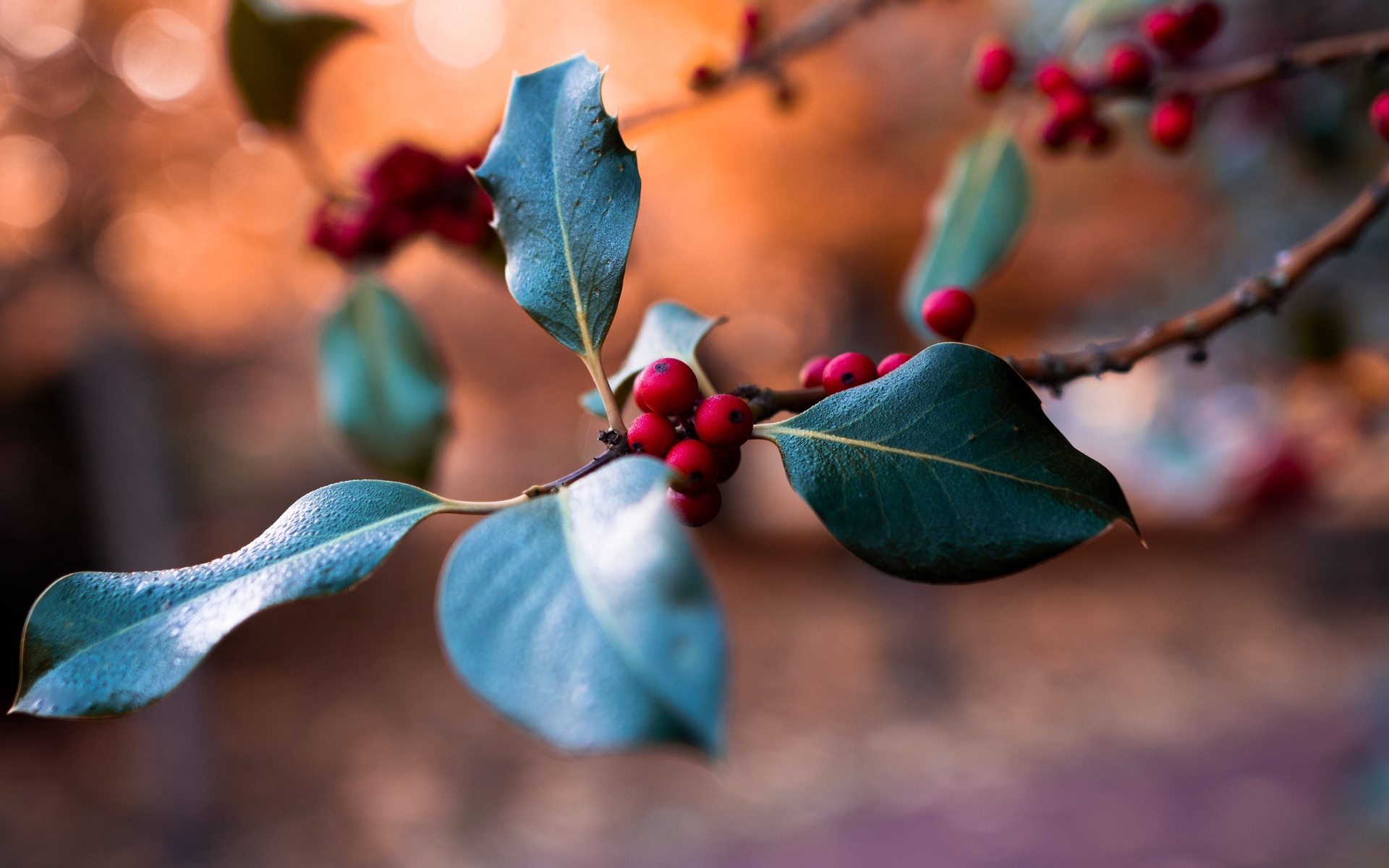 Fruit Of Winter Season Wallpaper Hd - Winter Season Images Hd - 1920x1200 Wallpaper Fruit Of Winter Season Wallpaper Hd - Winter Season Images Hd - 1920x1200 Wallpaper