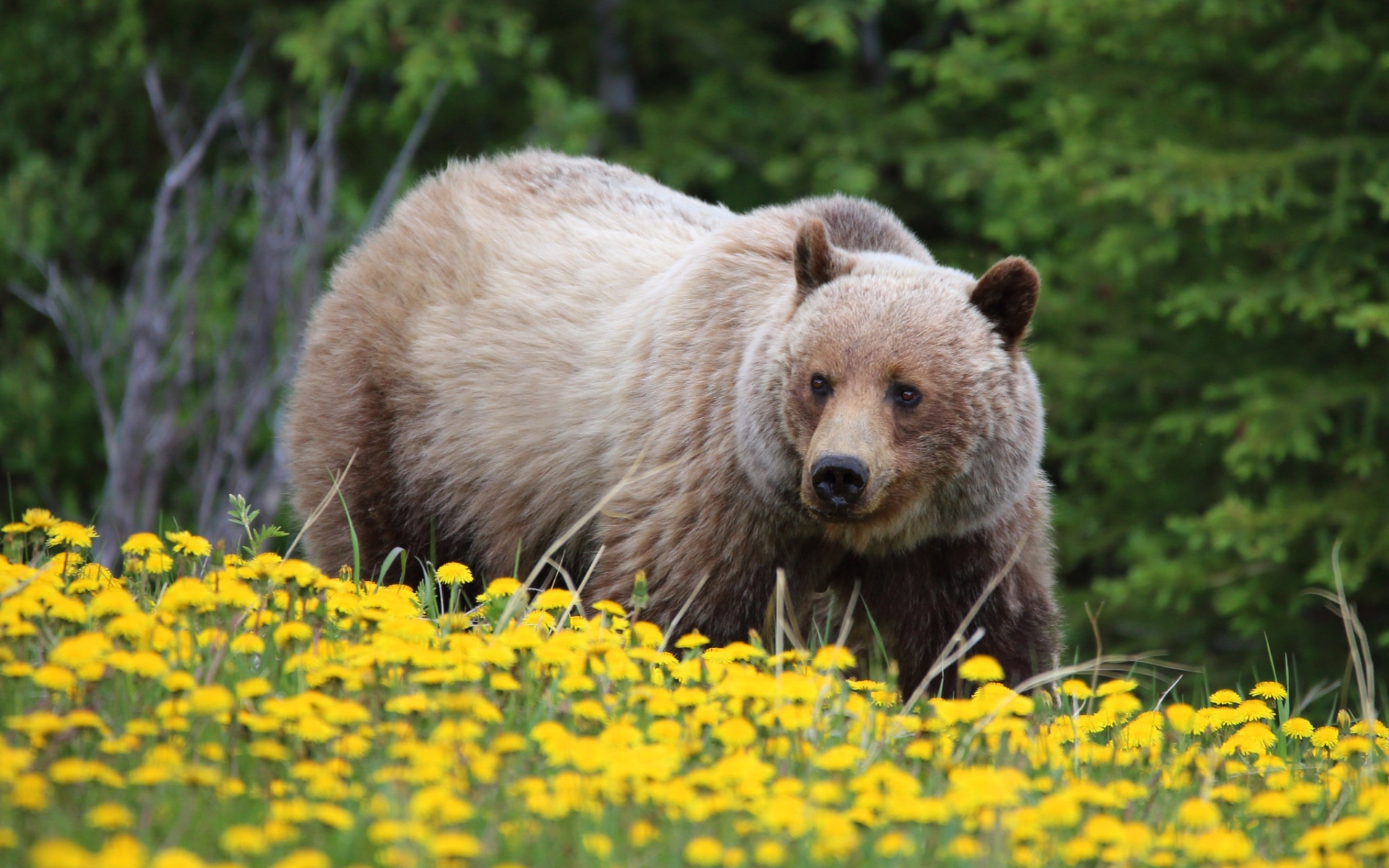 Wallpaper Of Animal, Bear, Dandelion, Flower, Grizzly, - Grizzly Bear - HD Wallpaper 