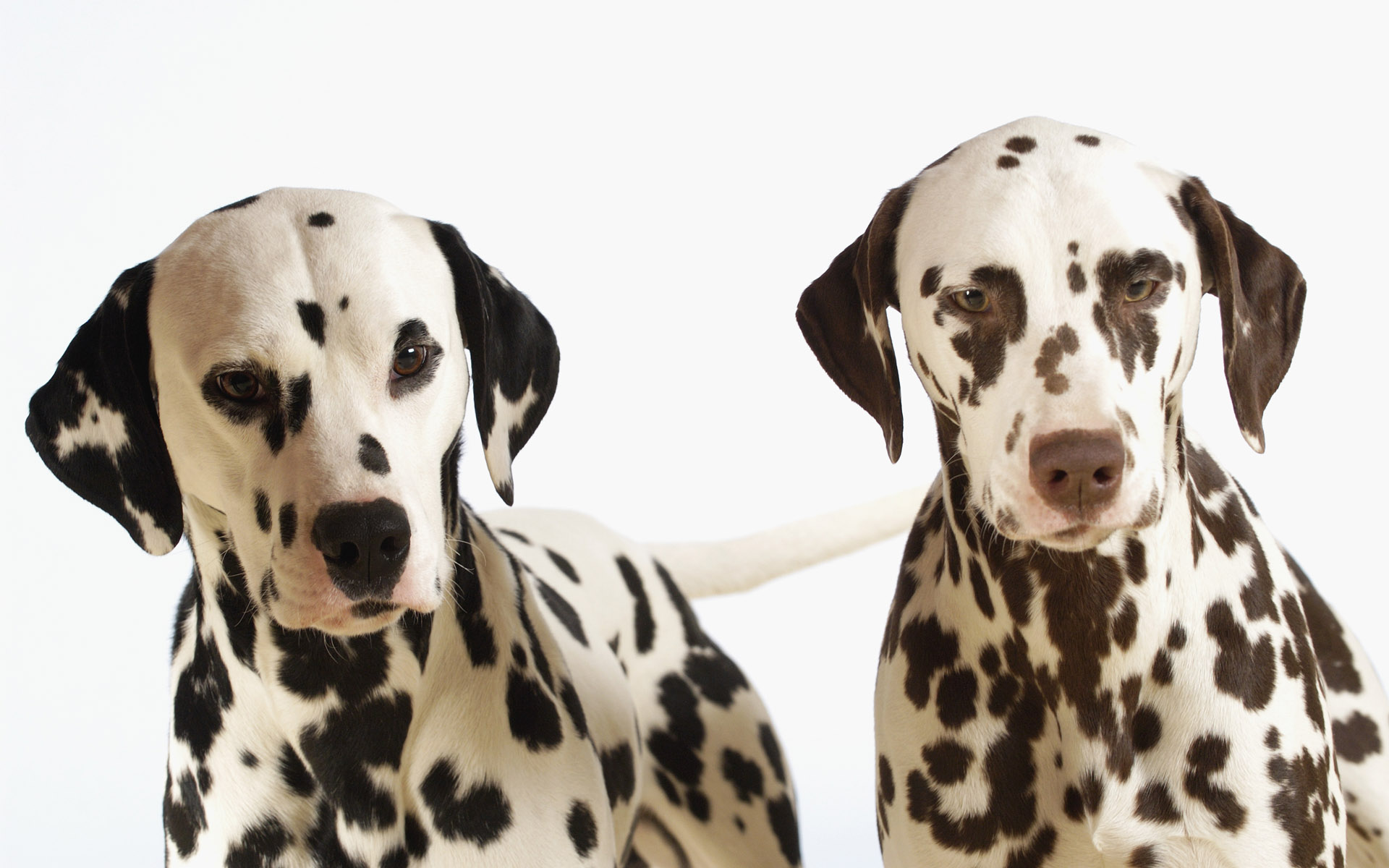 Dalmatian Wallpaper - HD Wallpaper 