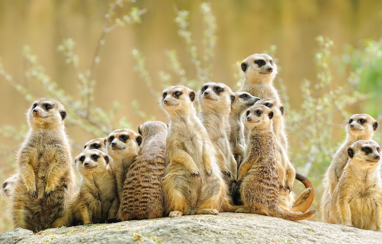 Photo Wallpaper Look, Group, Animals, Meerkats, Company, - Meerkats Africa - HD Wallpaper 