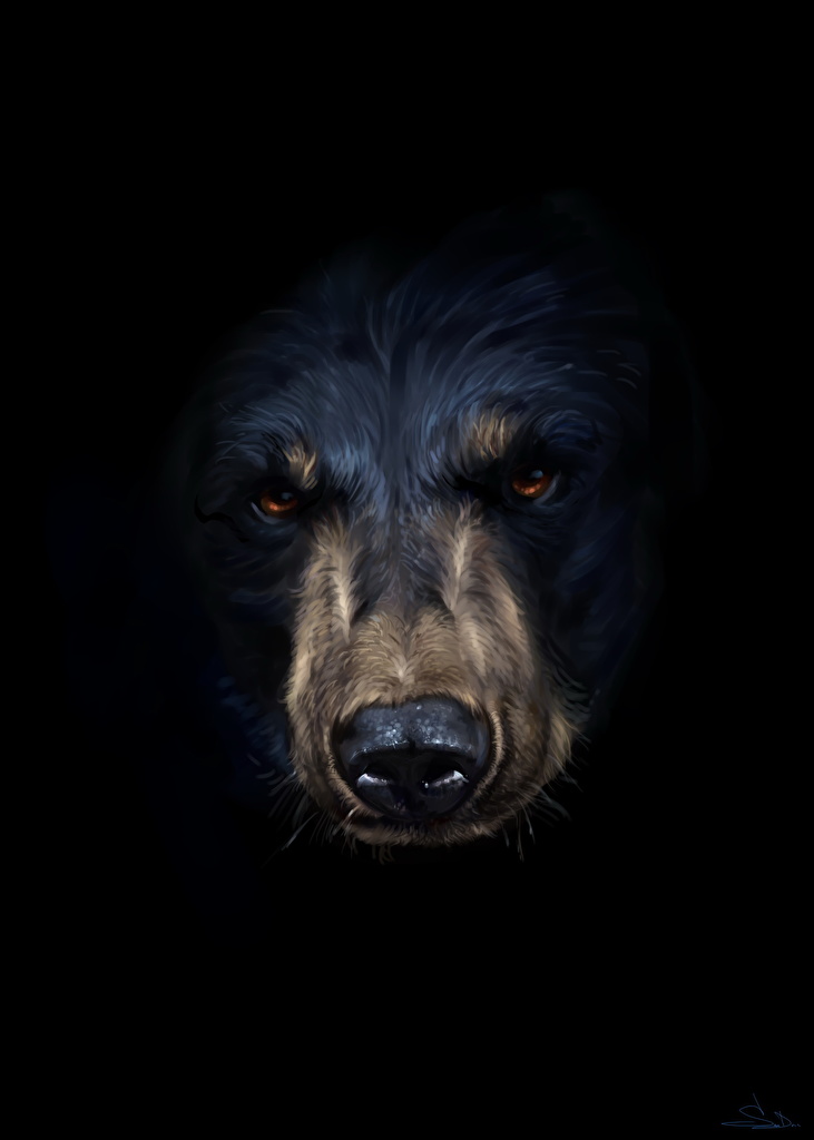 Fond D Ecran Ours - HD Wallpaper 