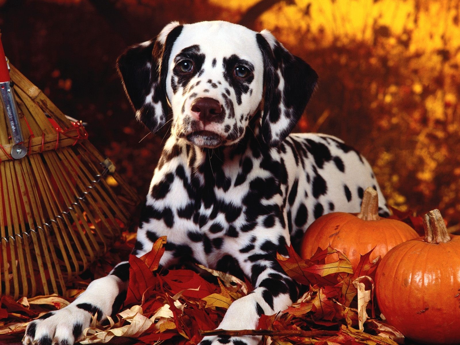 Wallpaper Dalmatian, Dog, Sit, Breed, Pumpkins, Leaves, - Dog Halloween Backgrounds - HD Wallpaper 