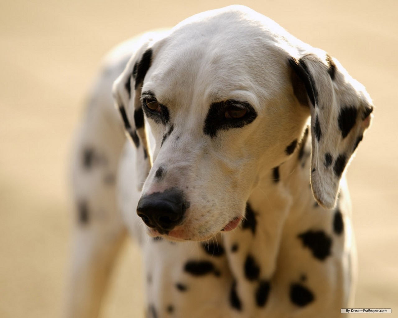 Free Animal Wallpaper - Dogs - HD Wallpaper 