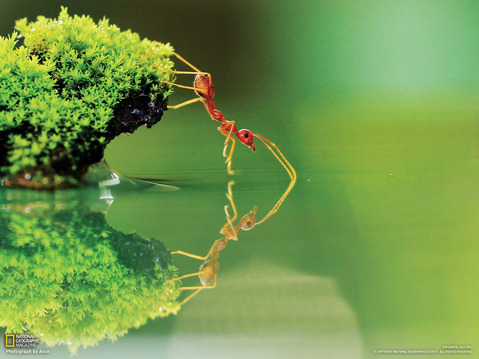 National Geographic Wallpaper 2013 - HD Wallpaper 