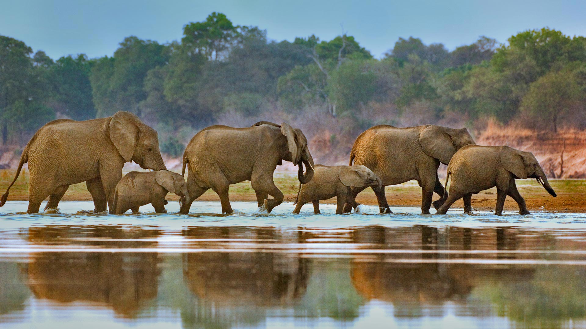 Elephants Walking - African Elephants At River - HD Wallpaper 