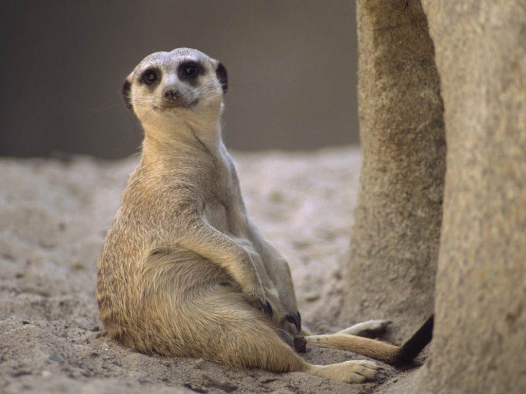 Free Meerkat Desktop Wallpaper Wallpapers Desktop And - Meerkat Background - HD Wallpaper 
