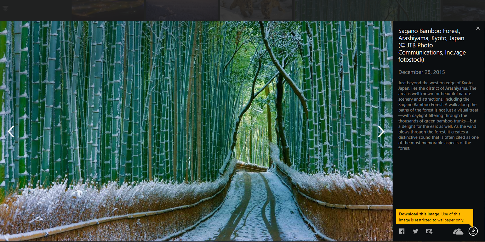 Bamboo Forest In Arashiyama Kyoto - HD Wallpaper 