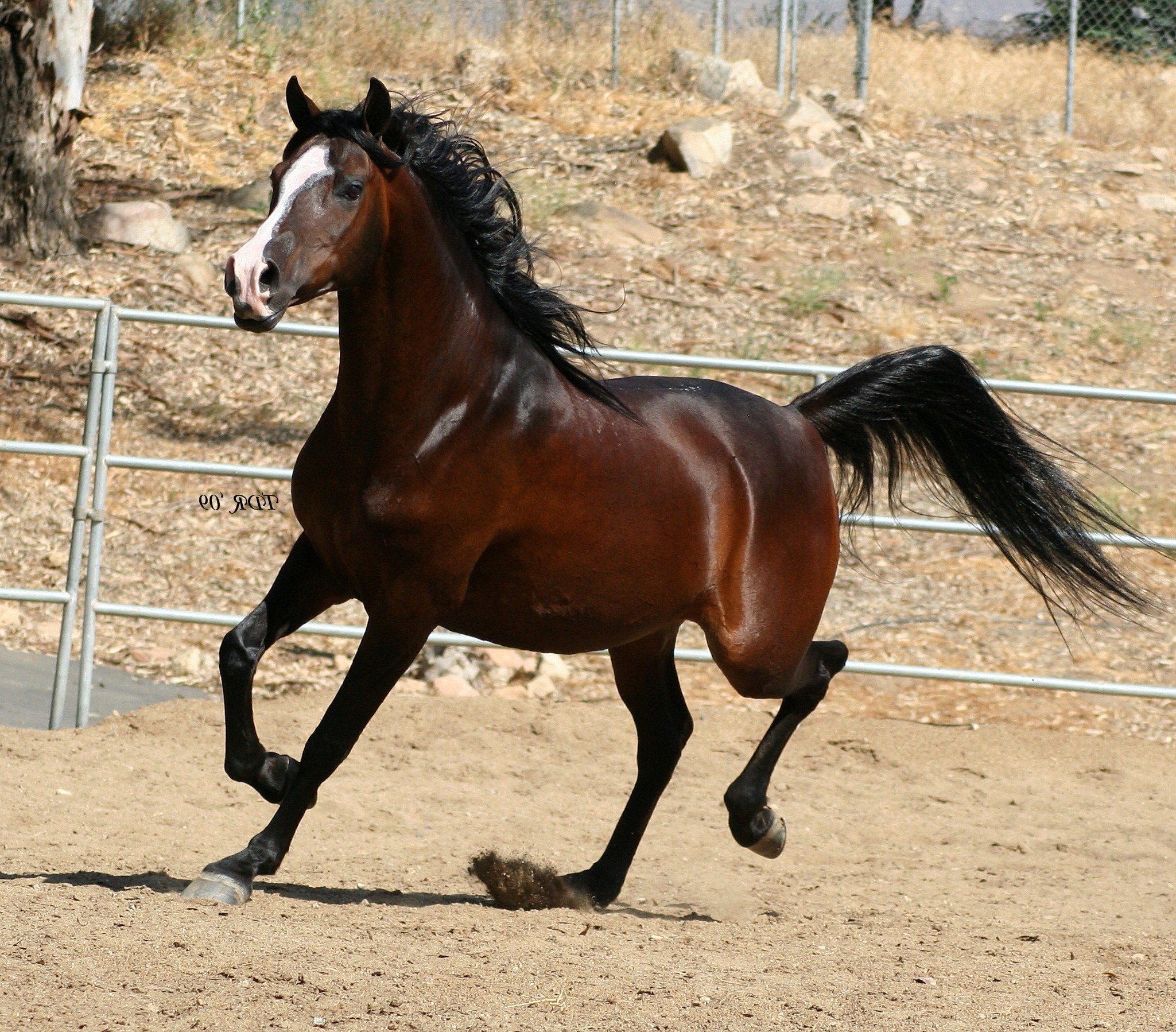 Arabian Horse Photos - Arabski Konj - HD Wallpaper 