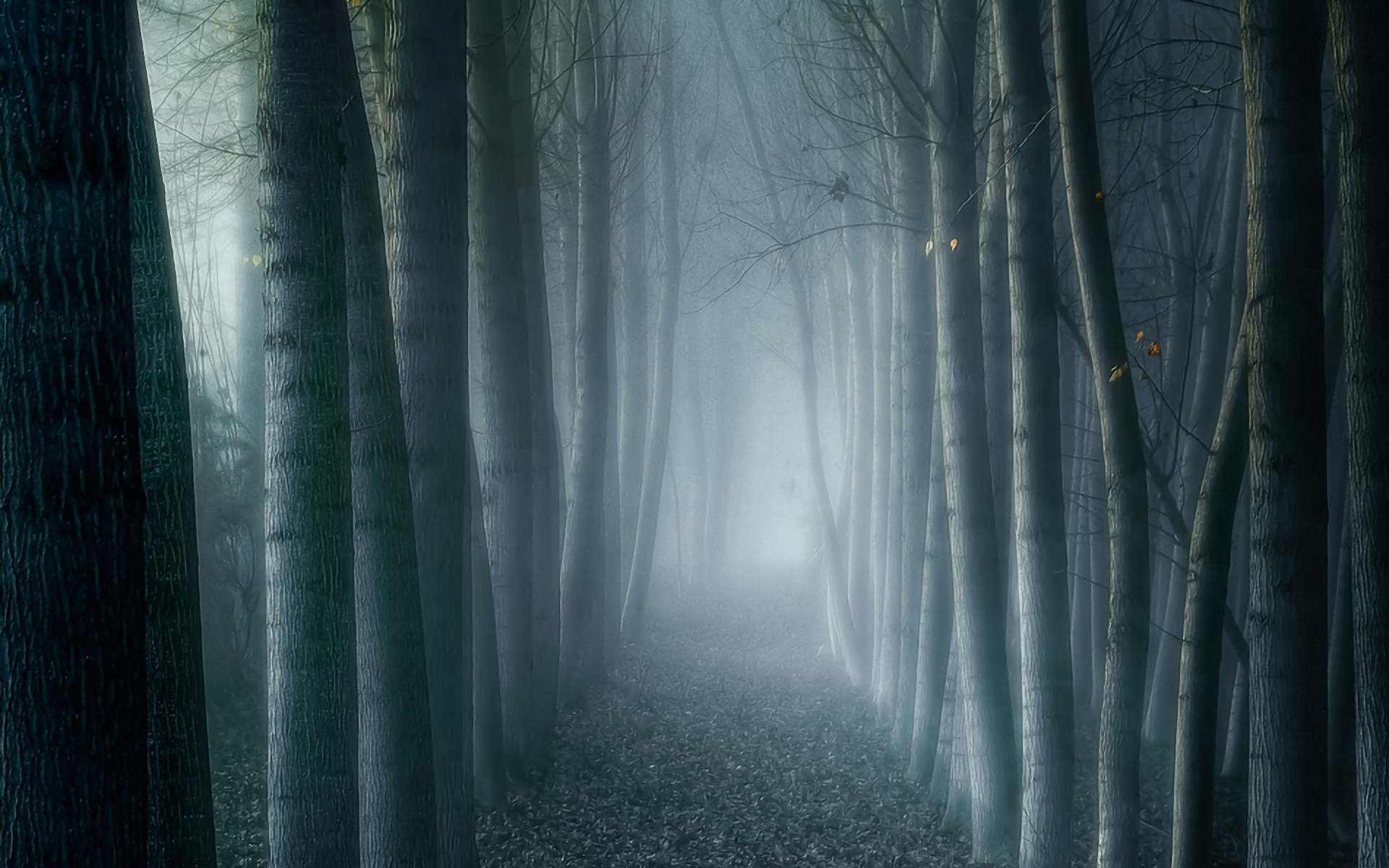 High Resolution Foggy Forest - HD Wallpaper 