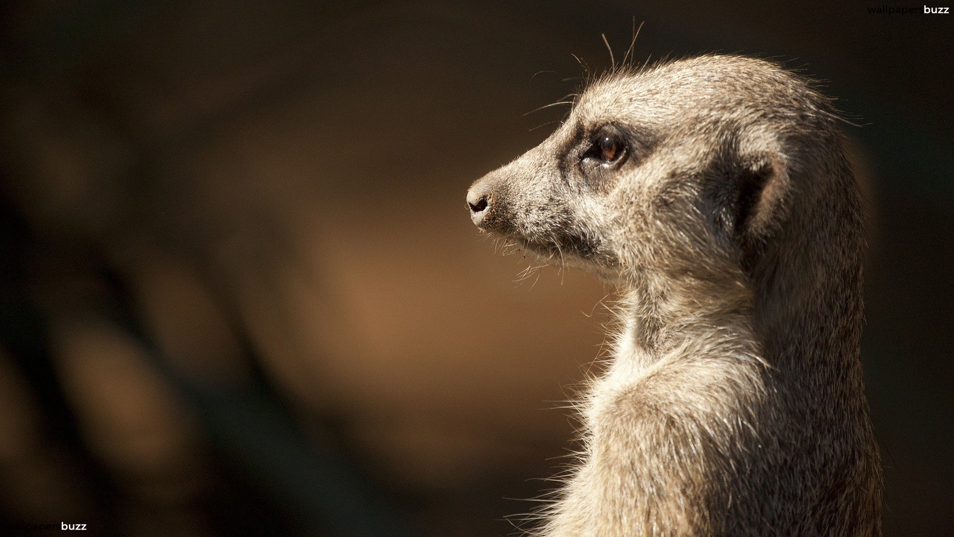 High Definition Pictures Meerkat - HD Wallpaper 